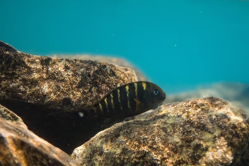 Tropheus sp. 'kipili' Kipili